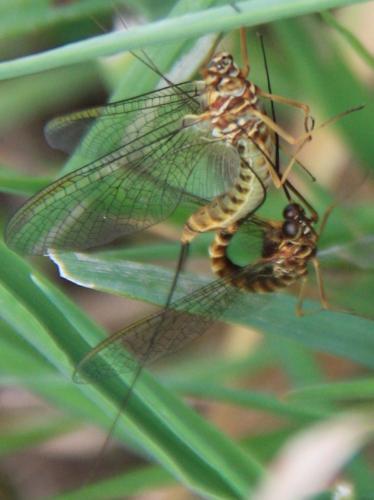 Réf. 253 751 : Siphlonurus aestivalis